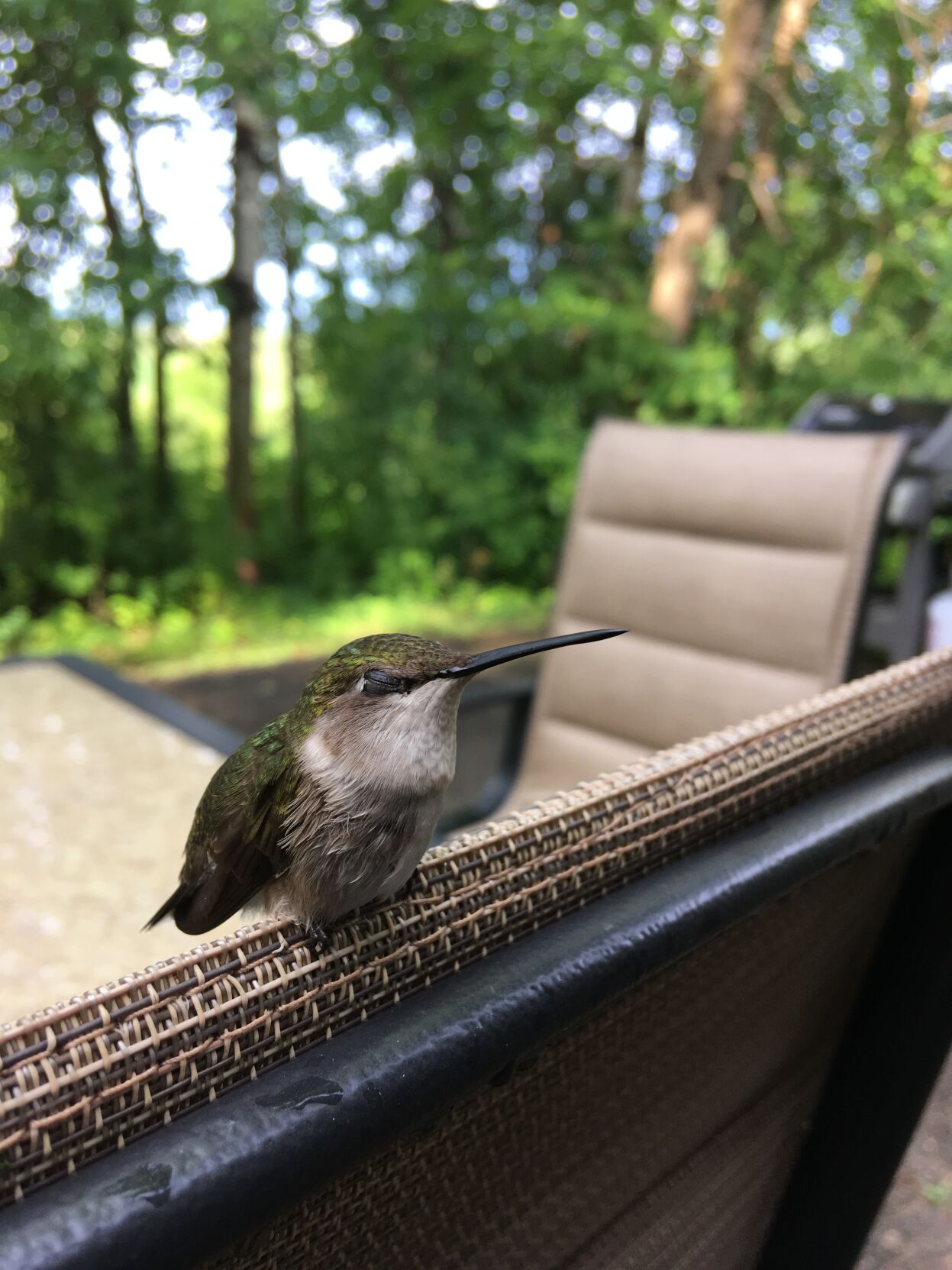 Humming bird